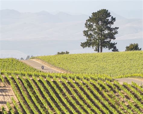 Explore Napa Valley Wine Country Along Silverado Trail