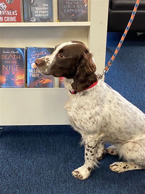 Pets as Therapy Lily, Acle Library, Lingwood, 15 April 2025 | AllEvents