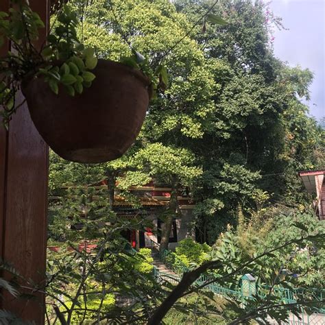 QUEENIE'S OVEN GREEN CAFE, Dharamsala - Restaurant Reviews, Phone ...