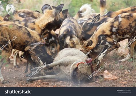 African Wild Dog Eating