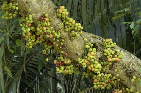 Fig Tree Not Fruiting 的图像结果