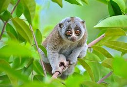 Image result for Cutest Wild Animals On Earth