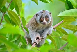 Image result for Cutest Cute Animals