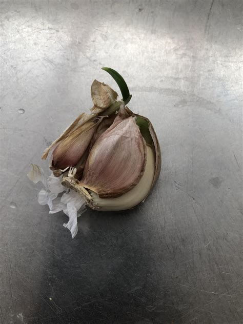 Image result for Sprouting Garlic