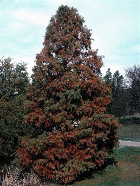 Taxodium distichum 'Pendens' - pendent bald-cypress | The Dawes Arboretum