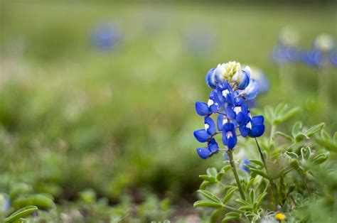 blue flower, spring, plant, texas flower, day, flowering plant, 4K ...