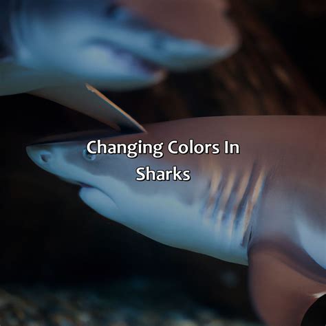 Shark Colour Name