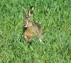 Image result for Spring Animals Bunnies