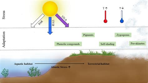 Adaptation Of Plants - adaptations of plants in the environment