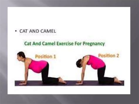 Cat and camel exercises | PPT