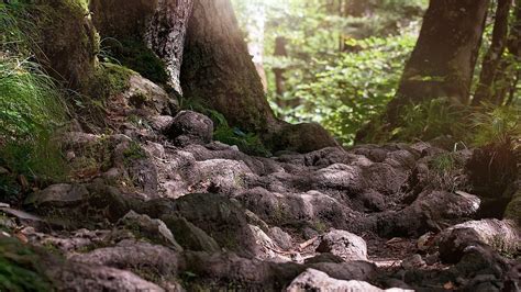 Friends with benefits? Researchers describe the ‘rhizophagy’ cycle in ...