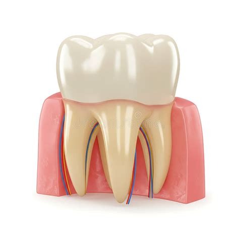 Rezultat imagine pentru Model Canals