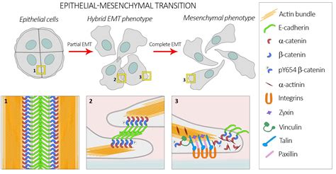 Actin Cytoskeleton Remodeling Accompanied by Redistribution of Adhesion Proteins Drives ...