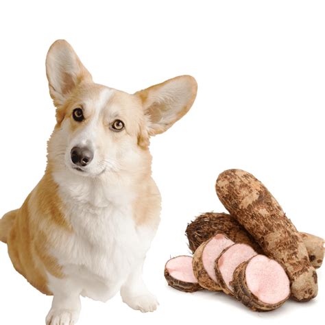 Can Dogs Eat Yams