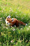 Image result for Cute Fox Stuffed Animal