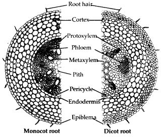 NCERT Solutions Class 11 Biology Chapter 6 - Anatomy of Flowering Plants