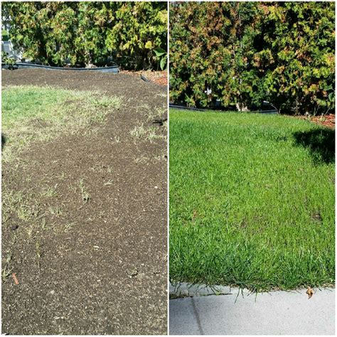 Fall Turf Reseed: How to Prep NOW for an Amazing Spring Lawn! - Full Circle
