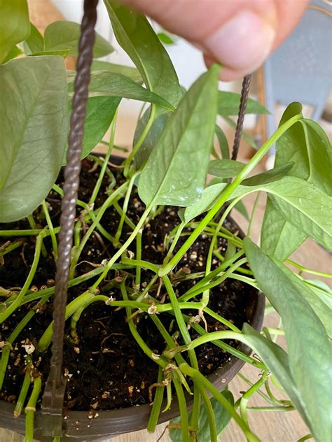 What is that white stuff under/on my Cebu's leaves? Also, please see ...