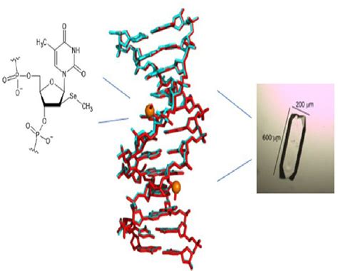 Image result for Atom Structure of Selenium