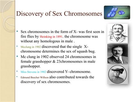sex chromosomes and their role in sex determination | PPTX