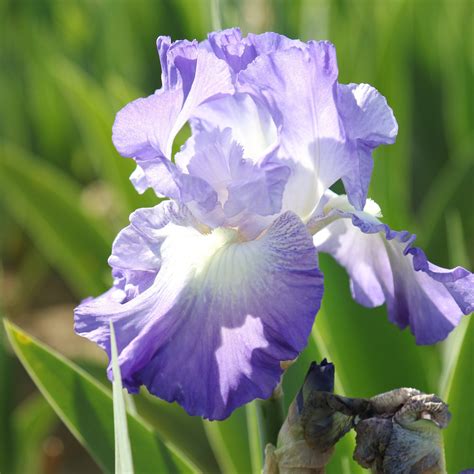 Reblooming Bearded Iris City Lights | Fragrant Blue and White ...