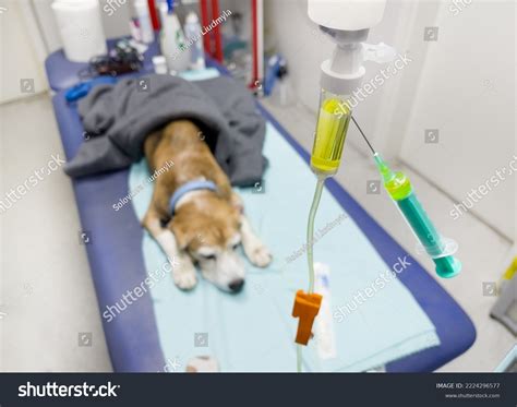 Image result for Introvet Injection