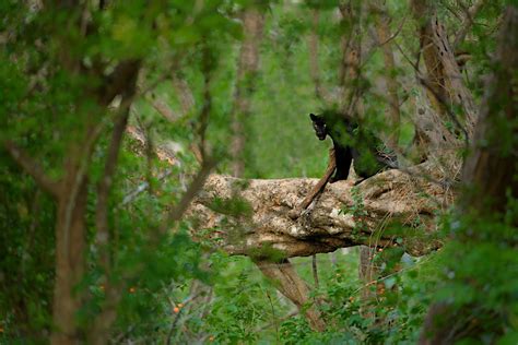 Zooming In On Nagarahole | Nature inFocus