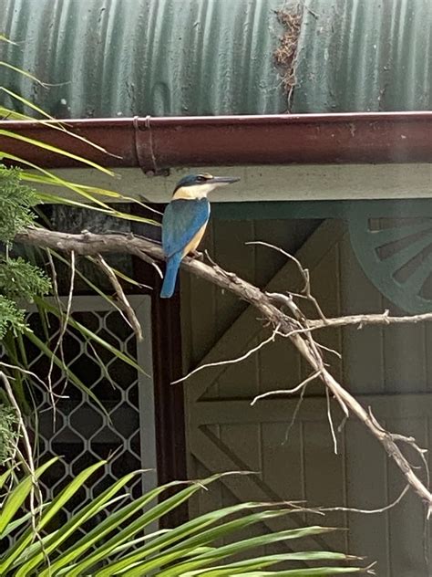 Does anyone know what kind of bird this is? : r/ipswich