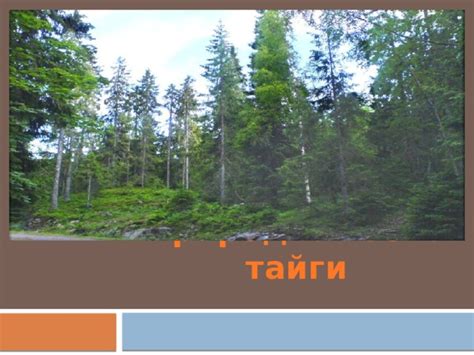 Тайга-природная зона России