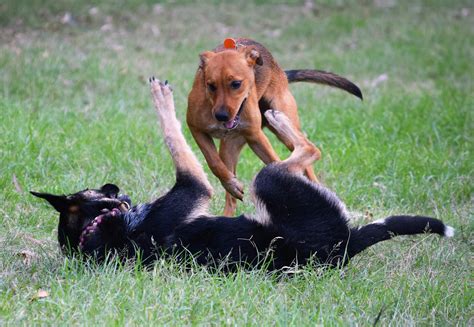 Is Sausage Bad for a Dog: Risks and Dangers to Watch Out For