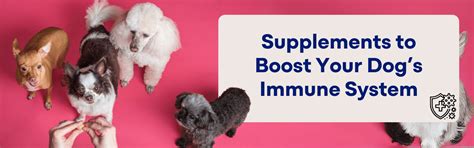 Supplements to Boost Your Dog’s Immune System – K9 Vitality