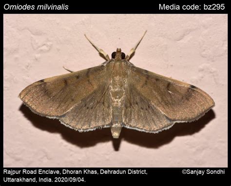 Omiodes milvinalis (Swinhoe, [1886]) - | Moths