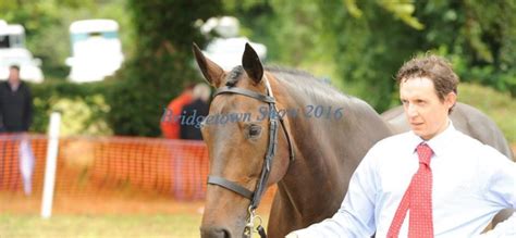 All Ireland Yearling Filly Championship | South East Clare Show ...