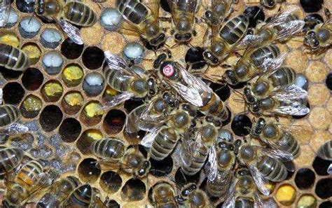 蜂种是养蜂效益的关键，试试这几种方法，人工选择改良蜂种质量！