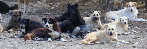 FOUR PAWS Statement on Turkish Parliament’s Vote on the Killing of ...