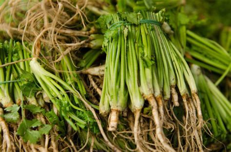 [芹菜种子]芹菜种子如何催芽_种植方法和时间-花园植物-藤本月季网