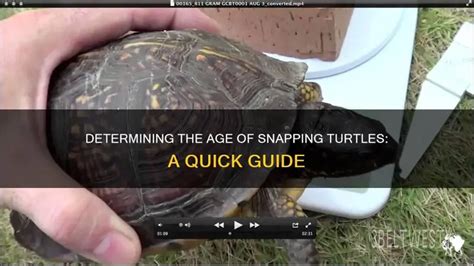 Snapping Turtle Age Chart 的图像结果