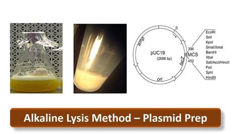 Plasmid Isolation 的图像结果