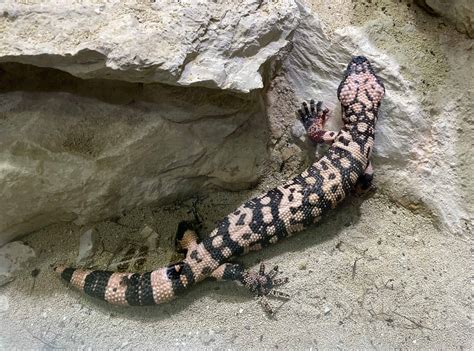 Venom Of Gila Monster