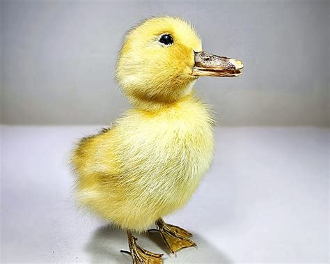 What Is A Baby Duck Called In French at Steven Sanford blog