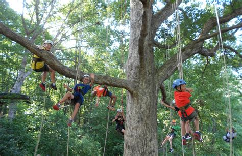 Tree Climbing Lessons 的图像结果