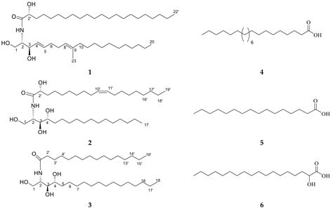 Anticancer Effects of New Ceramides Isolated from the Red Sea Red Algae ...