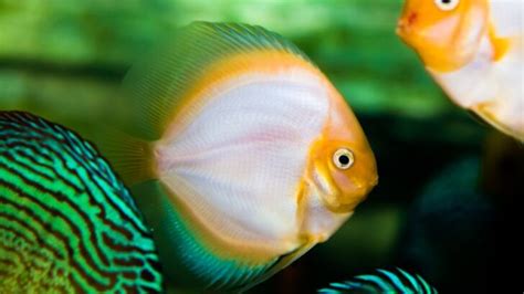 Image result for Discus Fish for Beginners