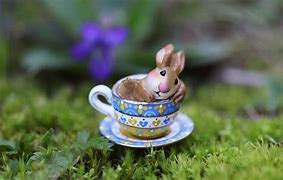 Image result for Color for Baby Teacup Bunnies