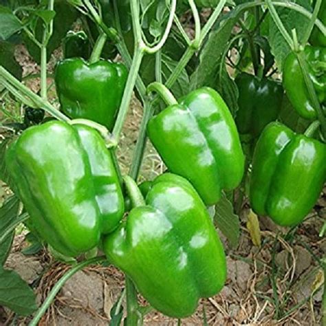Capsicum Green Color, Bell Pepper Misticanza - Vegetable Seeds (Pack Of ...