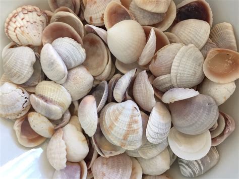 Image result for Small Shells