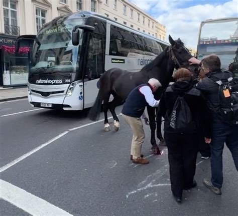 Moment members of public step in to calm horse charging through London