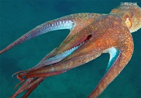 沼泽章鱼，一亿年后才会出现的章鱼物种(没水能生存4天) — 未解之谜网