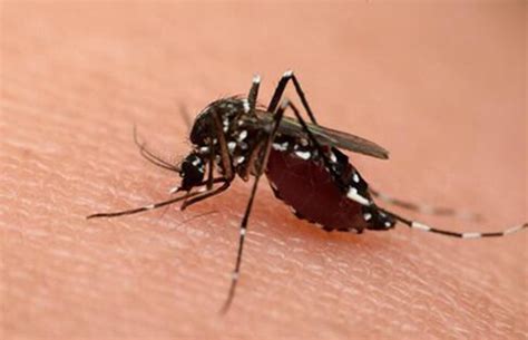 蚊子为什么要吸血（蚊子是怎么吸血的）_可可情感网