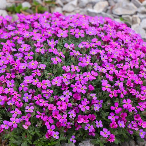 Borders For Low Growing Flowers 11 Low Growing Perennials For Borders,